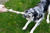 Beeztees Minus One Hračka pro psy tenisový míček s lanem a popruhem na ruku průměr 6cm