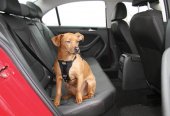 Kurgo® Bezpečnostní postroj pro psy s pásem do auta černý S