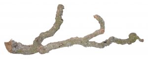 Lucky Reptile Tronchos – korkové větve Různé velikosti a váhy od 50-150 cm (cena za 1 kg)