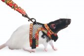 Karlie Postroj s vodítkem pro potkany velikost S